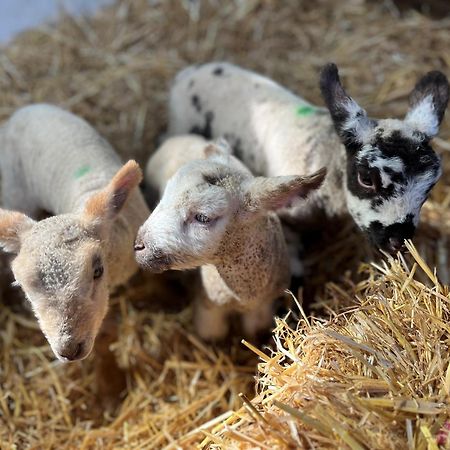 The Snuggery Broadclyst Leilighet Exeter Eksteriør bilde