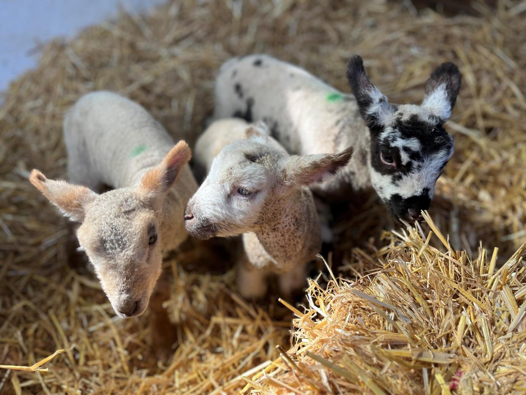 The Snuggery Broadclyst Leilighet Exeter Eksteriør bilde