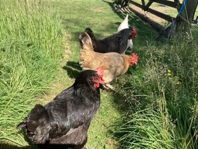 The Snuggery Broadclyst Leilighet Exeter Eksteriør bilde
